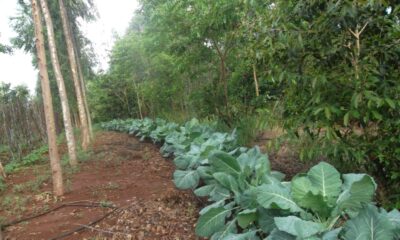 treinamento-visa-inserir-agricultura-familiar-de-ms-no-mercado-de-creditos-de-carbono-–-folha-de-dourados-–-noticias-de-dourados-ms-e-regiao