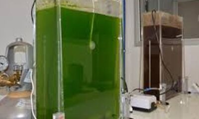 selo-amplia-presenca-da-agricultura-familiar-na-producao-de-biodiesel