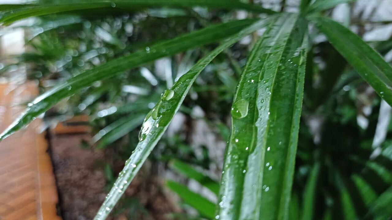 ha-um-mes-'desaparecida':-campo-grande-registra-chuva-e-surpreende-moradores