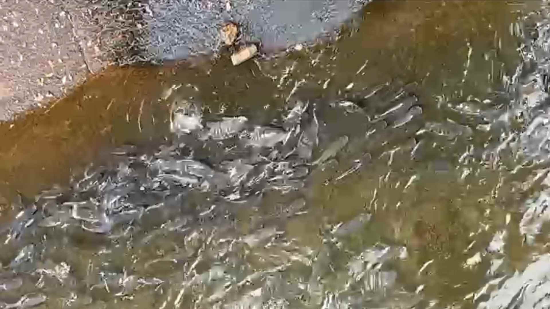 video:-morador-flagra-cardume-de-tilapias-em-plena-avenida-ernesto-geisel