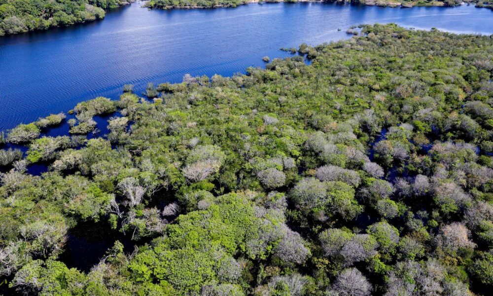 saiba-como-titulos-verdes-possibilitam-reflorestamento-na-amazonia