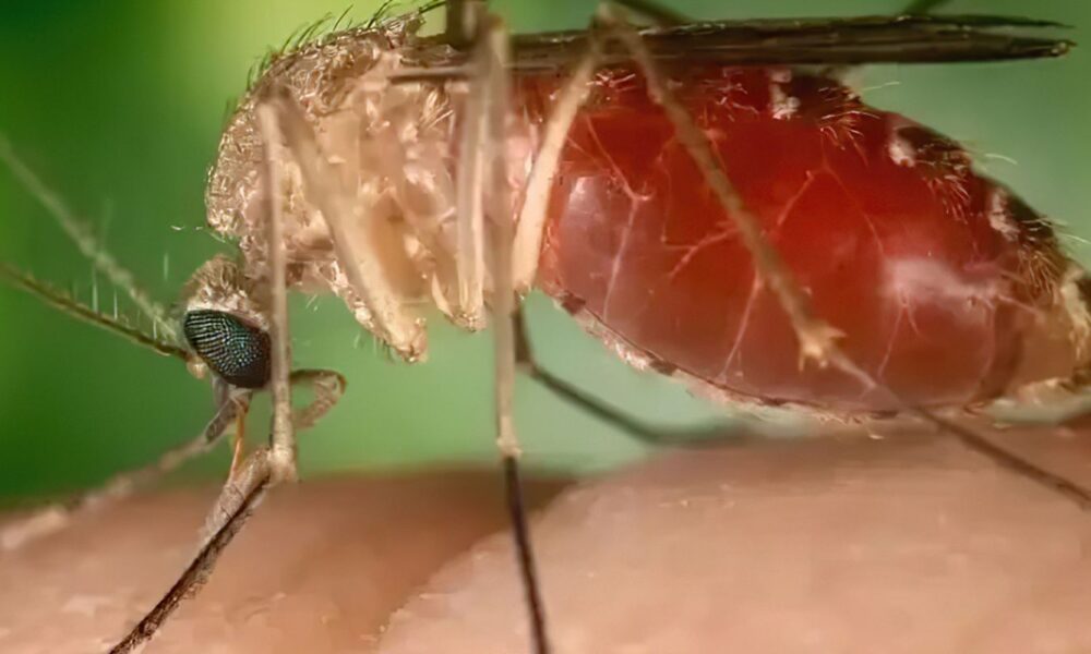 brasil-investiga-morte-por-febre-do-oropouche-no-parana