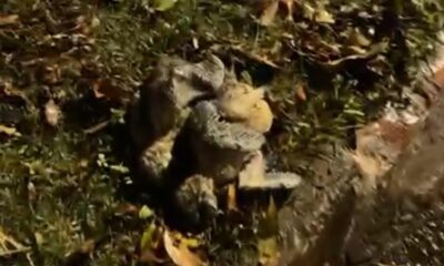 video:-palmeira-cai,-fecha-rua-e-filhotes-de-arara-morrem-durante-chuva