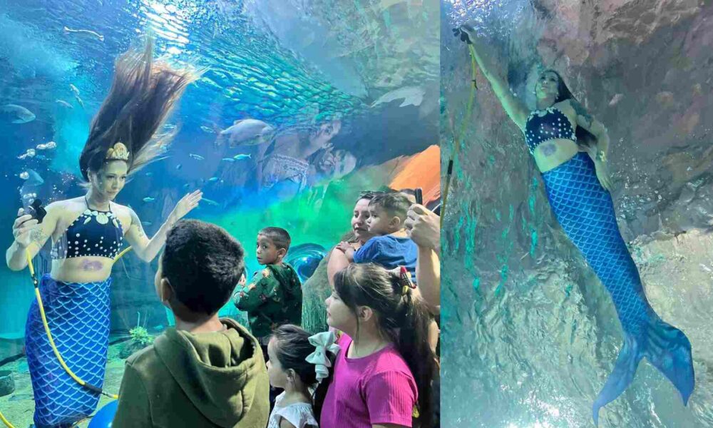 quando-a-sereia-volta-ao-bioparque?-saiba-se-a-atracao-veio-mesmo-para-ficar-em-campo-grande