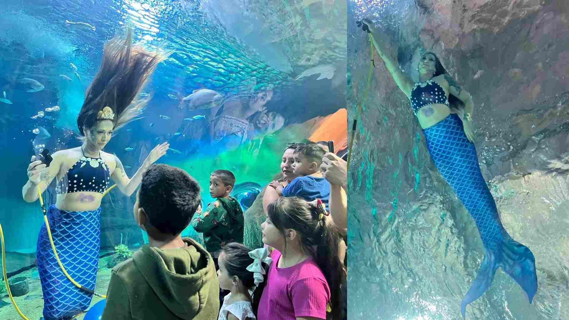 quando-a-sereia-volta-ao-bioparque?-saiba-se-a-atracao-veio-mesmo-para-ficar-em-campo-grande