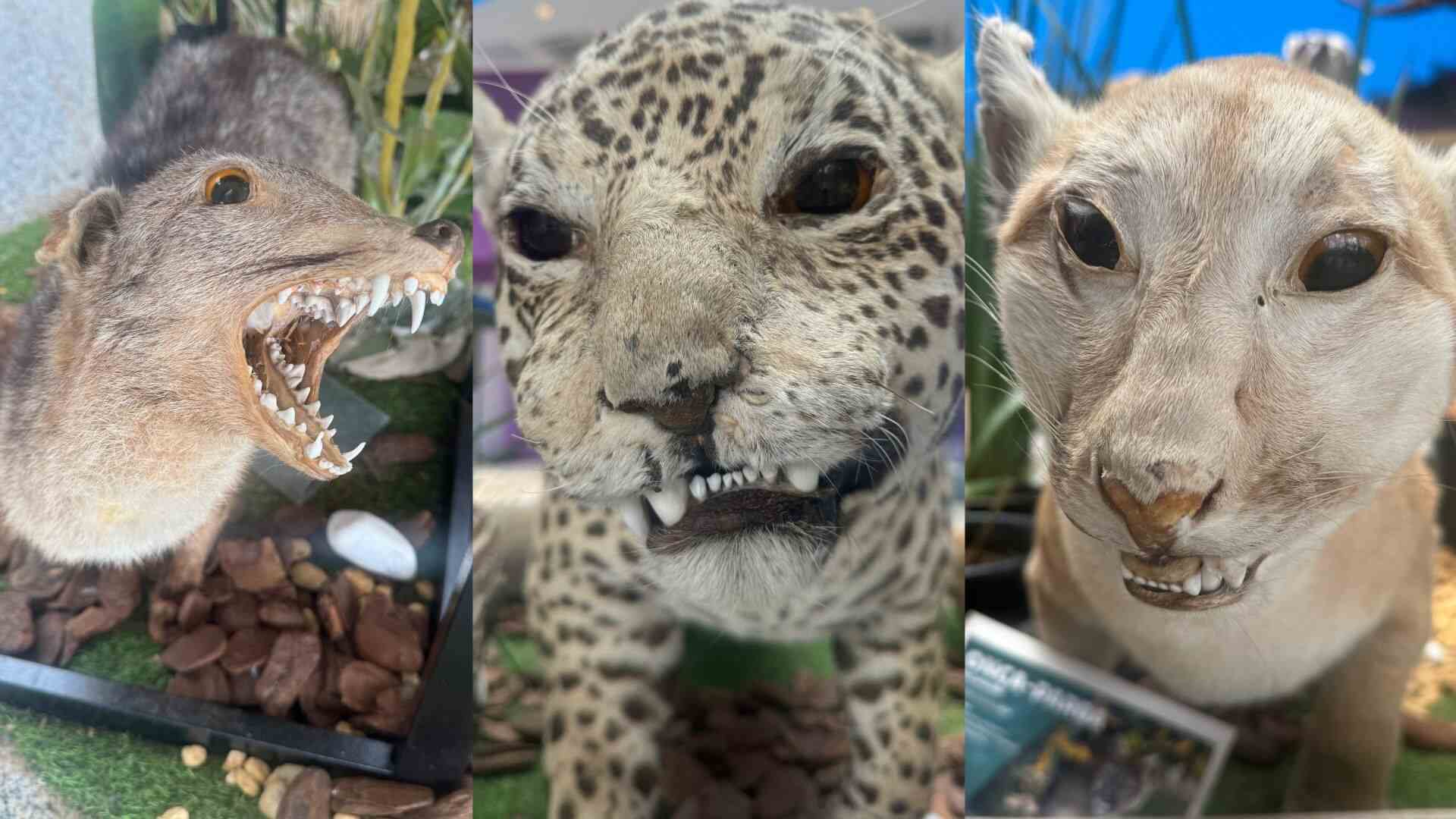 alvos-de-deboche,-animais-taxidermizados-tem-papel-valioso-em-bioparque