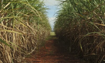 seca-extrema-derruba-produtividade-de-cana-e-usinas-antecipam-colheita