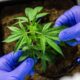 stj-autoriza-cultivo-de-cannabis-para-fins-medicinais