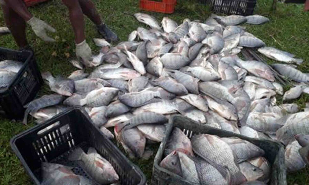 prefeitura-de-amambai-licita-construcao-de-abatedouro-de-peixes