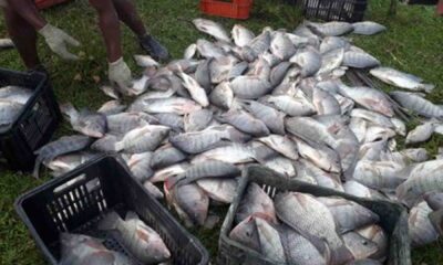 prefeitura-de-amambai-licita-construcao-de-abatedouro-de-peixes