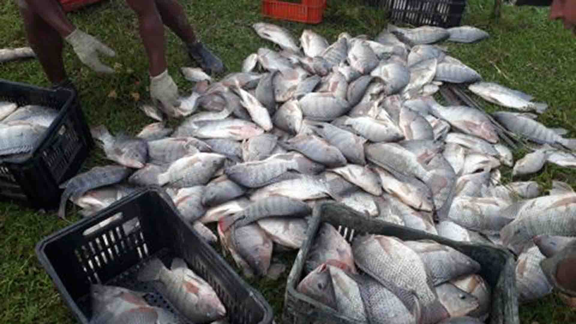 prefeitura-de-amambai-licita-construcao-de-abatedouro-de-peixes