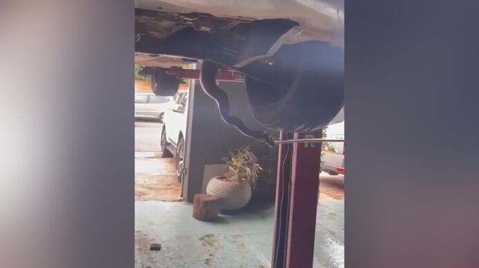 video:-jiboia-adulta-atravessa-avenida-e-entra-em-motor-de-carro-parado-em-avenida-da-capital