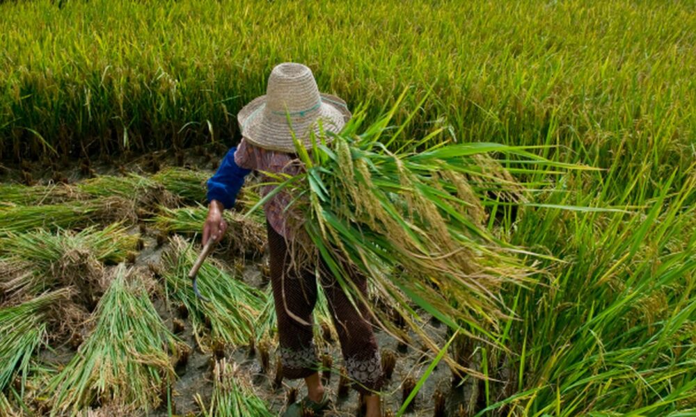 rio-aprova-lei-para-proteger-e-reintegrar-vitimas-de-trabalho-escravo