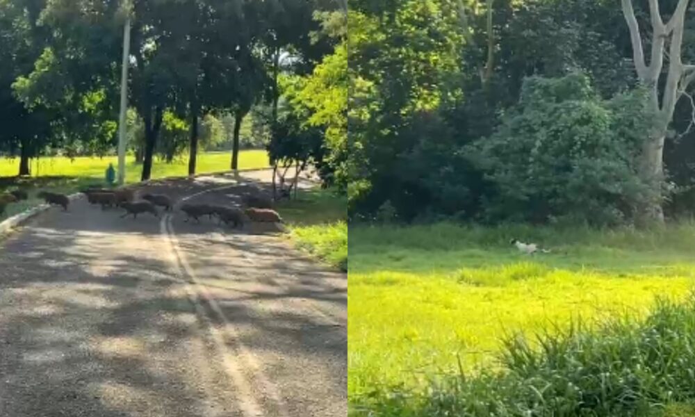 video:-queria-fazer-amizade?-cachorro-persegue-capivaras-e-cena-diverte-campo-grandense