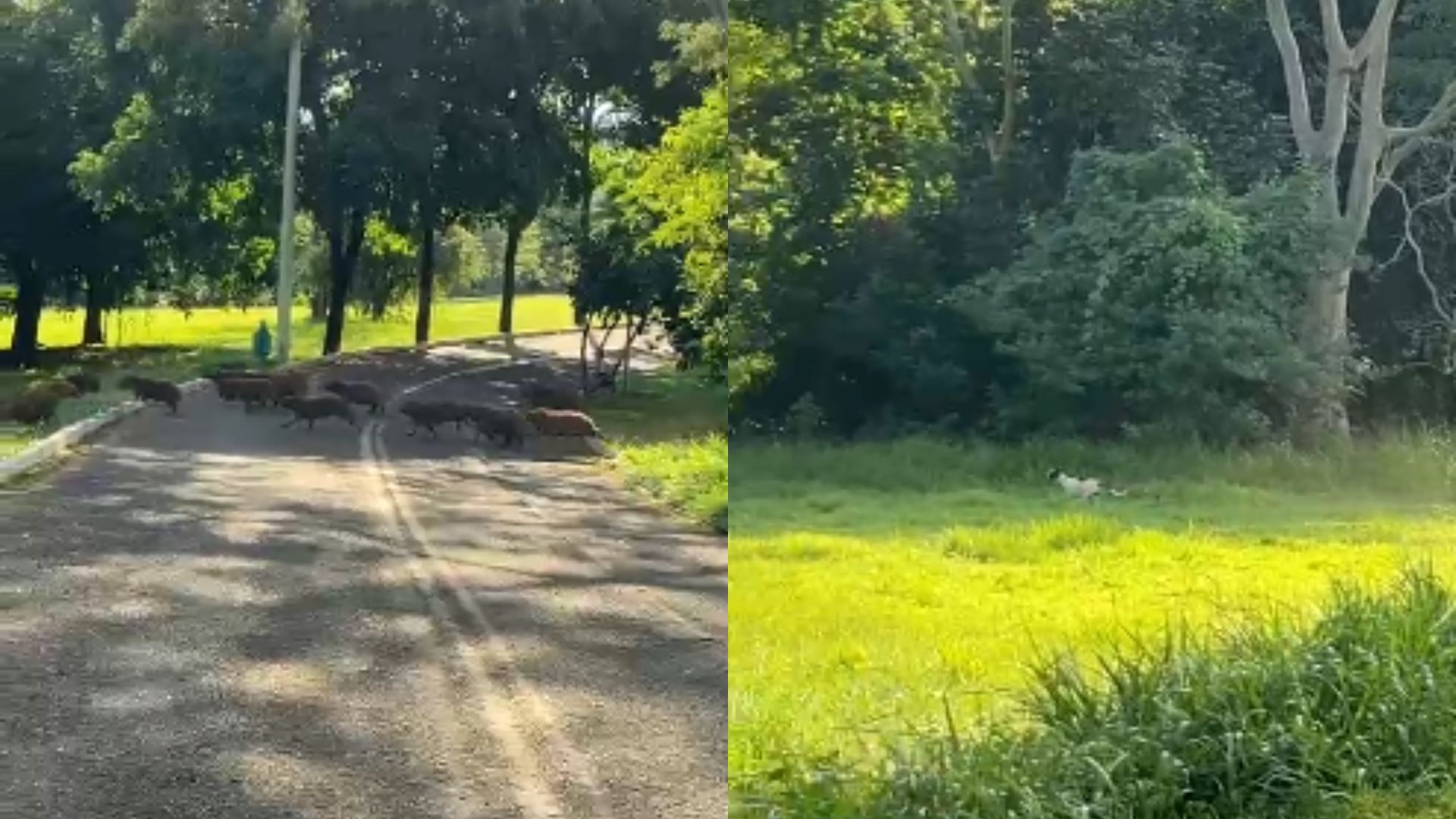 video:-queria-fazer-amizade?-cachorro-persegue-capivaras-e-cena-diverte-campo-grandense