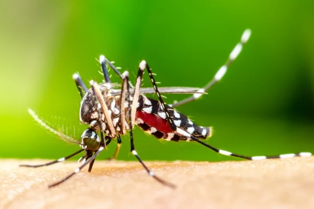 boletim:-mato-grosso-do-sul-registra-25-casos-confirmados-de-dengue-–-folha-de-dourados-–-noticias-de-dourados-ms-e-regiao