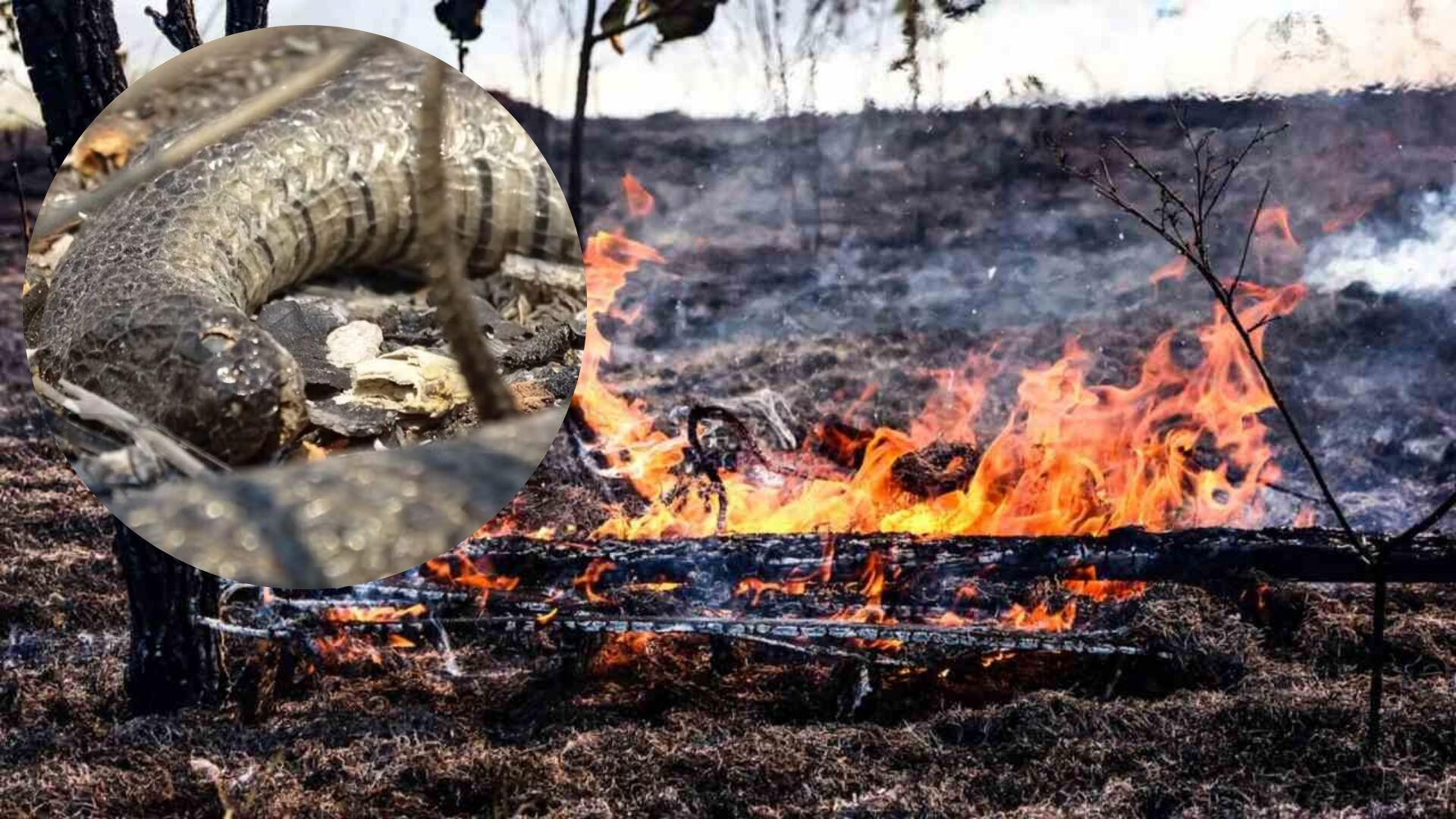 medidas-provisorias-de-preservacao-do-pantanal-aguardam-decisao-no-congresso