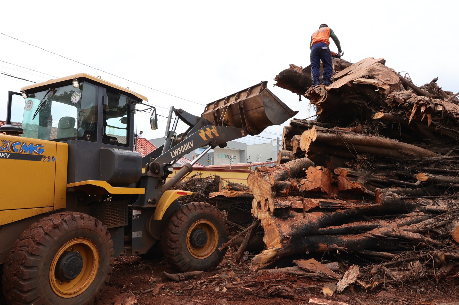 prefeitura-comeca-remover-tronco-de-seringueira-e-local-da-queda-sera-revitalizado-–-portal-prefeitura-de-dourados