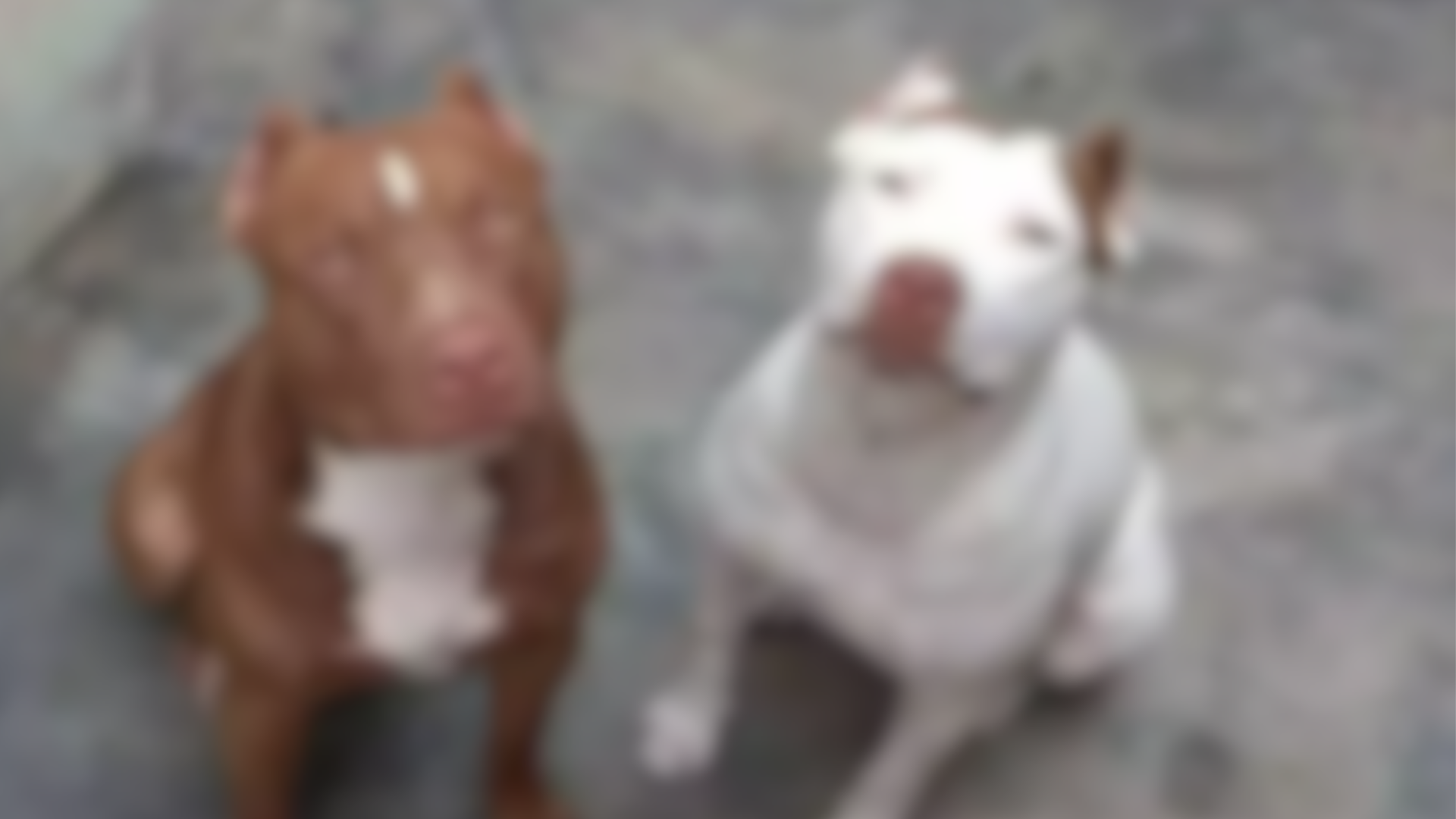 homem-e-multado-por-se-mudar-ha-3-meses-e-abandonar-caes-em-casa-de-aquidauana