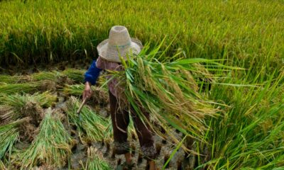 trabalho-escravo:-mais-de-2-mil-foram-resgatados-no-brasil-em-2024
