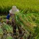 trabalho-escravo:-mais-de-2-mil-foram-resgatados-no-brasil-em-2024