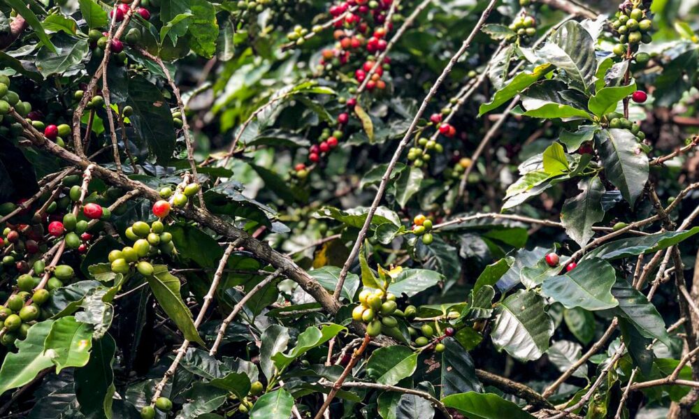 conab-estima-queda-na-producao-de-cafe-com-51,8-milhoes-de-sacas