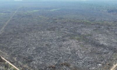 apenas-5%-dos-casos-de-desmatamento-na-amazonia-geraram-indenizacoes