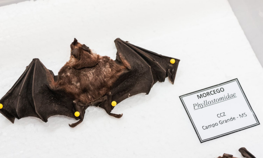 ccz-confirma-segundo-caso-de-morcego-infectado-com-raiva-em-campo-grande