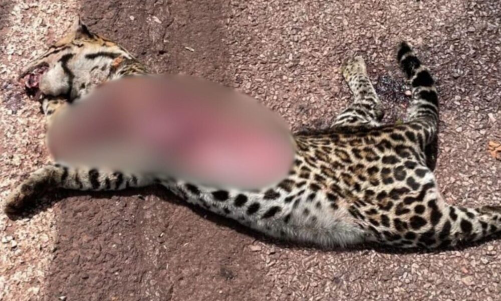 jaguatirica-morre-atropelada-em-area-de-projeto-que-atende-felinos-na-br-262