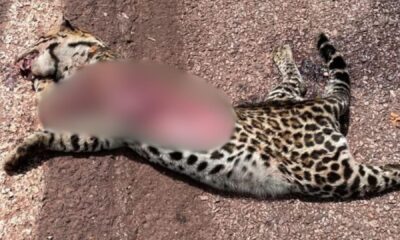 jaguatirica-morre-atropelada-em-area-de-projeto-que-atende-felinos-na-br-262