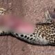 jaguatirica-morre-atropelada-em-area-de-projeto-que-atende-felinos-na-br-262