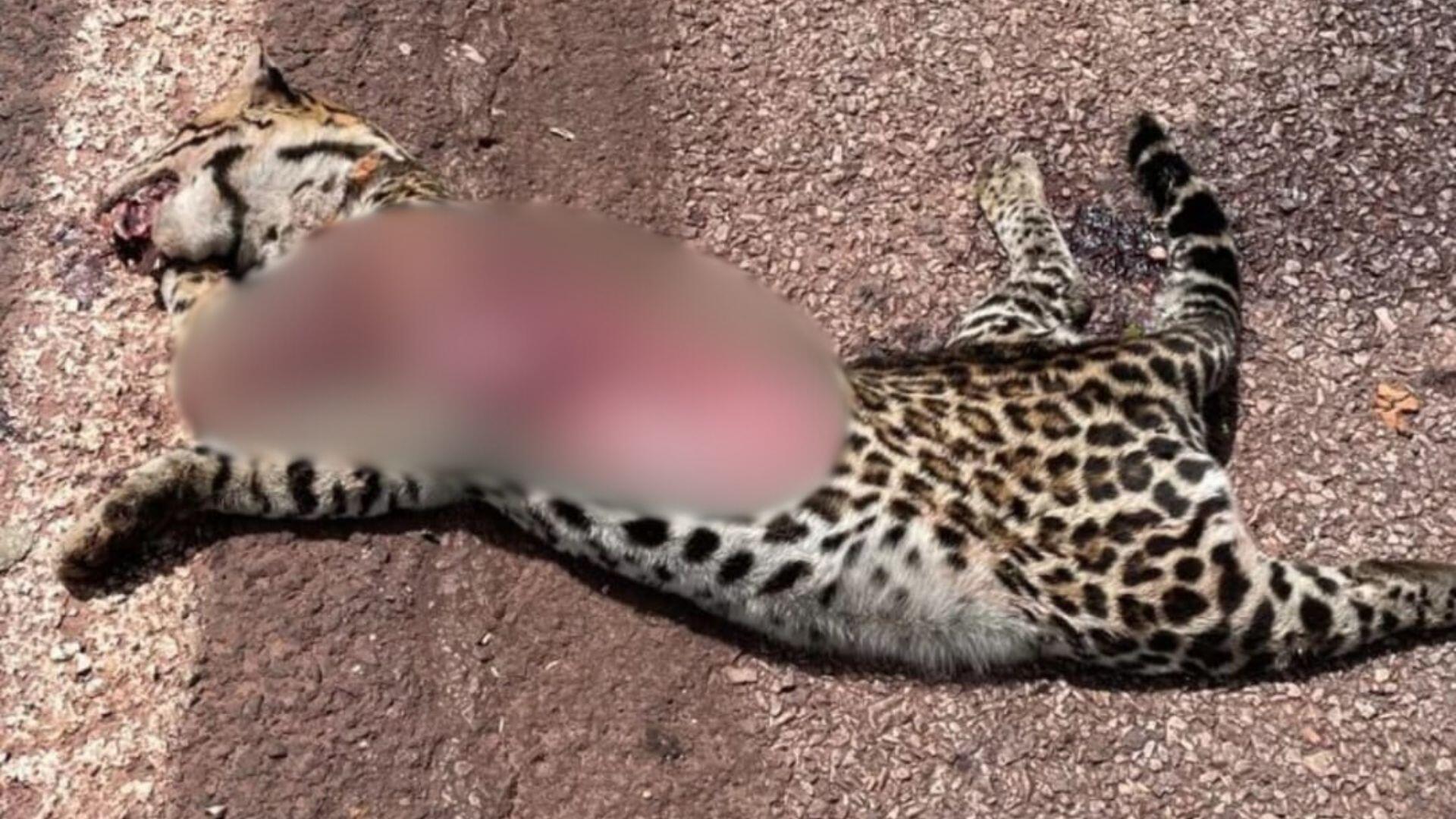 jaguatirica-morre-atropelada-em-area-de-projeto-que-atende-felinos-na-br-262