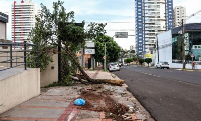 video:-motorista-arrancou-arvore-ao-perder-controle-na-rua-bahia-em-campo-grande