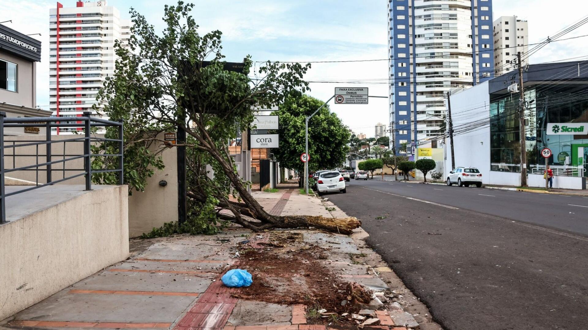 video:-motorista-arrancou-arvore-ao-perder-controle-na-rua-bahia-em-campo-grande