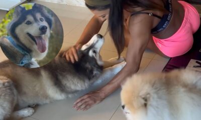 cadela-de-gracyanne-barbosa-some-e-musa-tem-pesadelo-delirante-no-bbb-25:-'acreditamos-na-conexao'