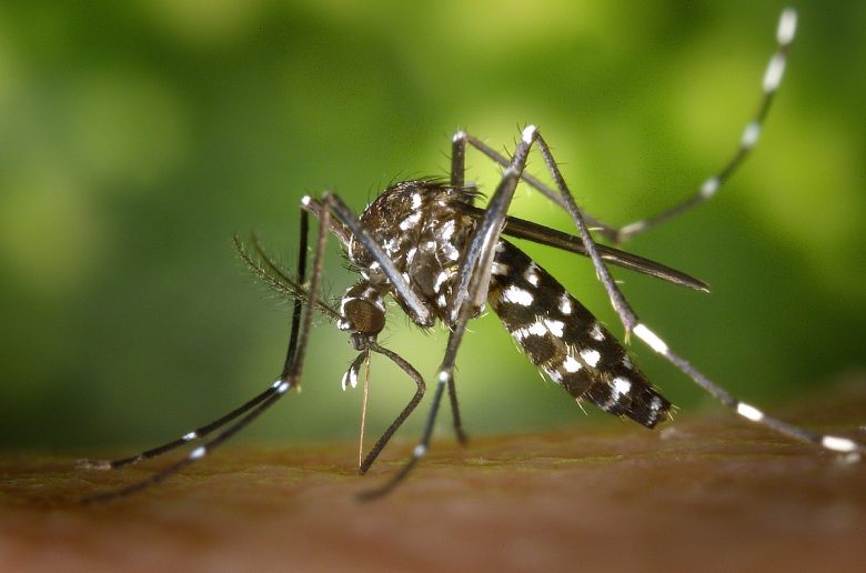 mato-grosso-do-sul-registra-reducao-de-9%-nos-casos-de-dengue-em-2025-–-folha-de-dourados-–-noticias-de-dourados-ms-e-regiao