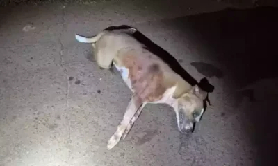 pitbull-e-morto-a-paulada-apos-pular-muro-e-atacar-mulher-em-mato-grosso-do-sul-–-folha-de-dourados-–-noticias-de-dourados-ms-e-regiao