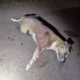 pitbull-e-morto-a-paulada-apos-pular-muro-e-atacar-mulher-em-mato-grosso-do-sul-–-folha-de-dourados-–-noticias-de-dourados-ms-e-regiao