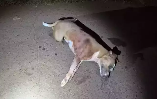 pitbull-e-morto-a-paulada-apos-pular-muro-e-atacar-mulher-em-mato-grosso-do-sul-–-folha-de-dourados-–-noticias-de-dourados-ms-e-regiao