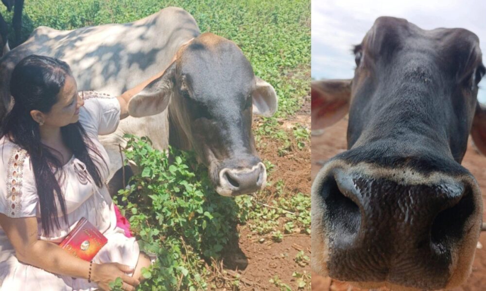 quase-ninguem-doa-e-so-compaixao-podera-salvar-vaca-fumaca-de-virar-bife-em-ms:-'me-ajudem'