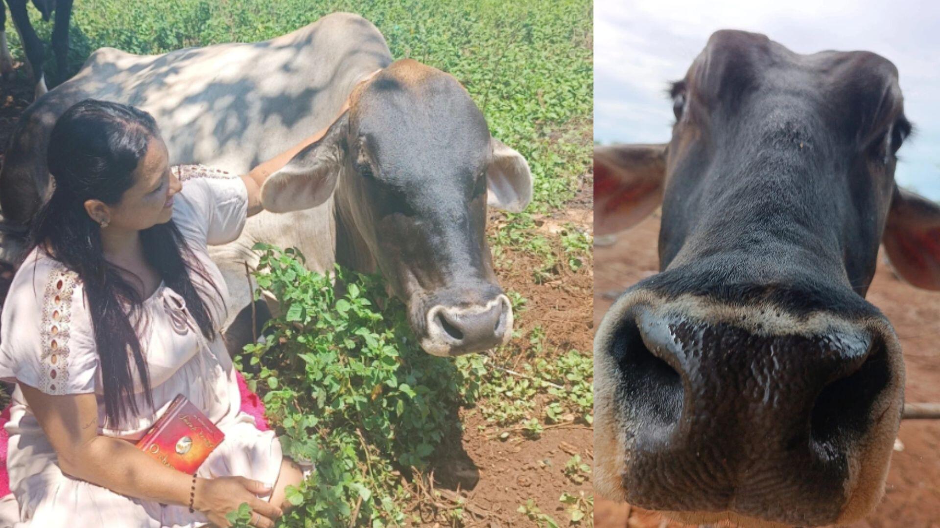 quase-ninguem-doa-e-so-compaixao-podera-salvar-vaca-fumaca-de-virar-bife-em-ms:-'me-ajudem'