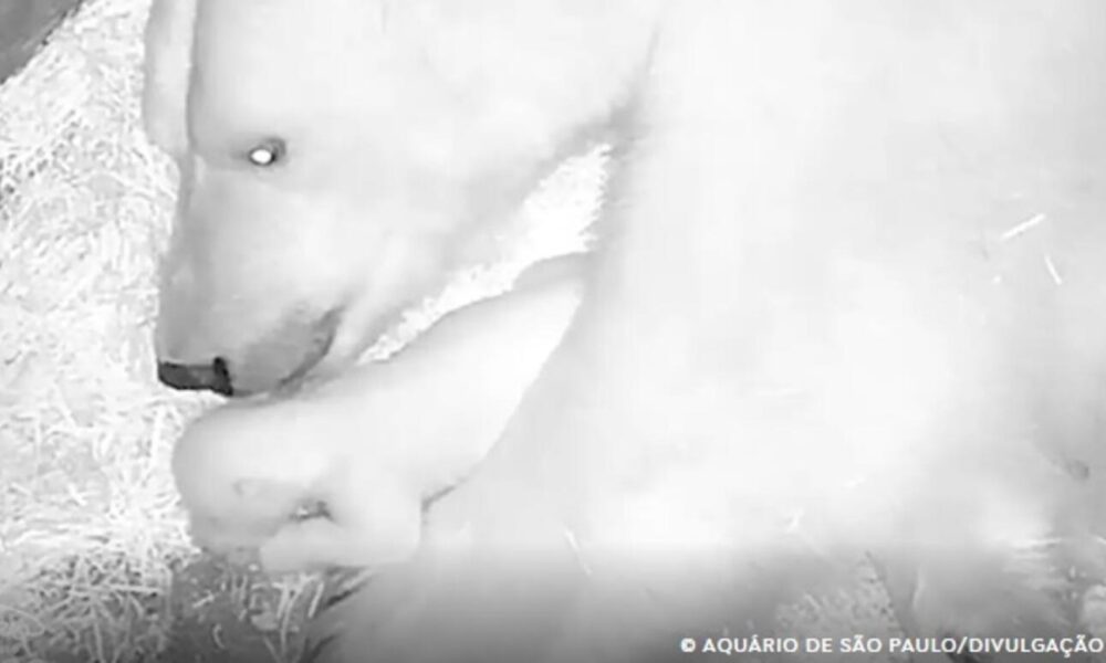 aquario-de-sao-paulo-anuncia-nascimento-de-seu-primeiro-urso-polar