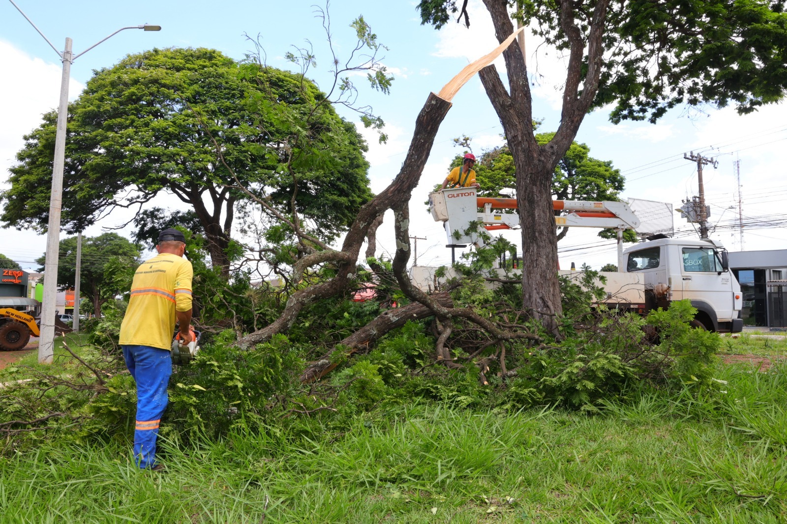 prefeitura-remove-arvores-em-risco-de-queda-e-faz-plantio-de-ipes-–-portal-prefeitura-de-dourados