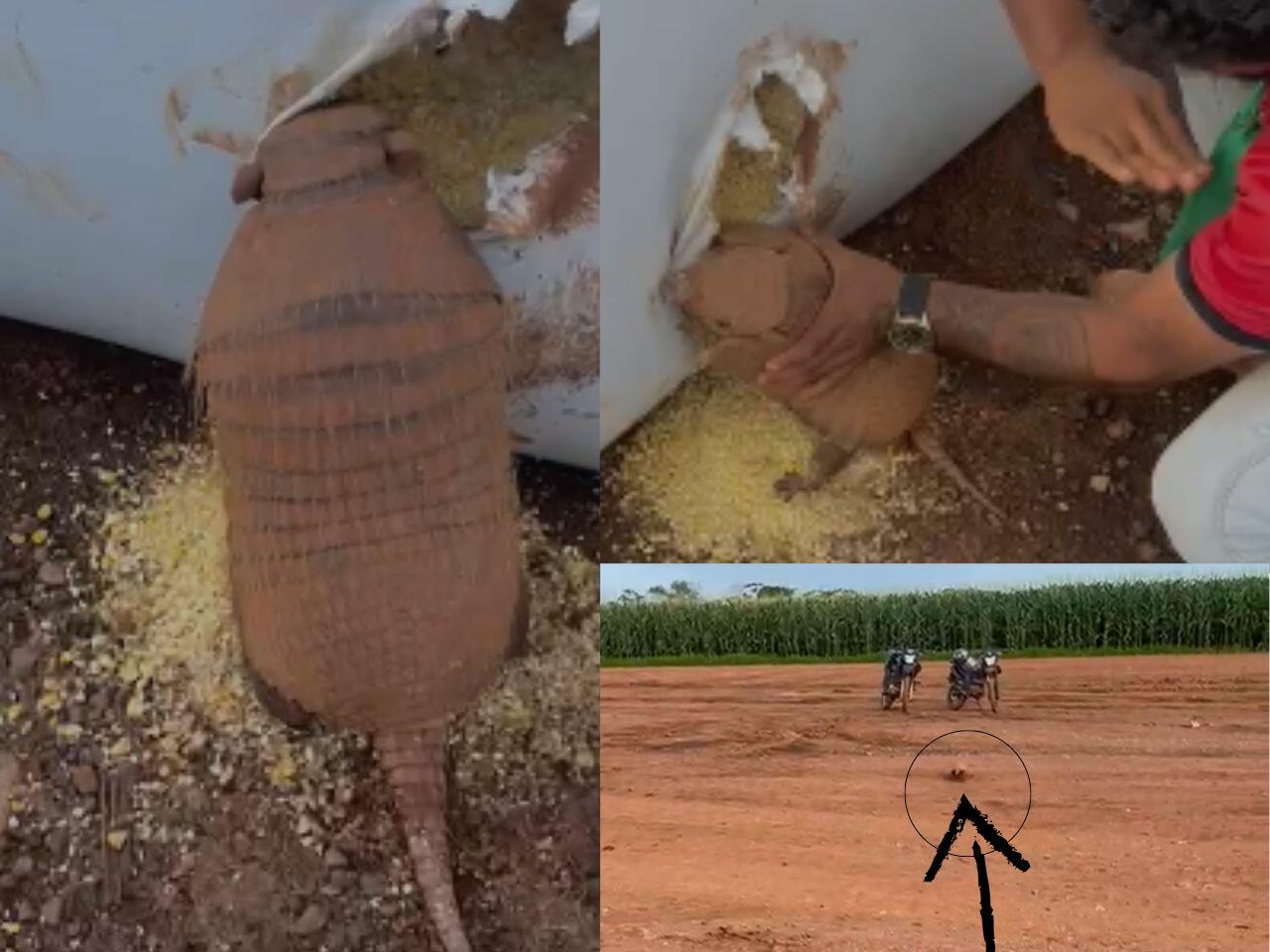 video:-homem-tenta-fazer-graca-ao-dar-tapas-em-tatu-durante-colheita,-mas-comete-crime-ambiental