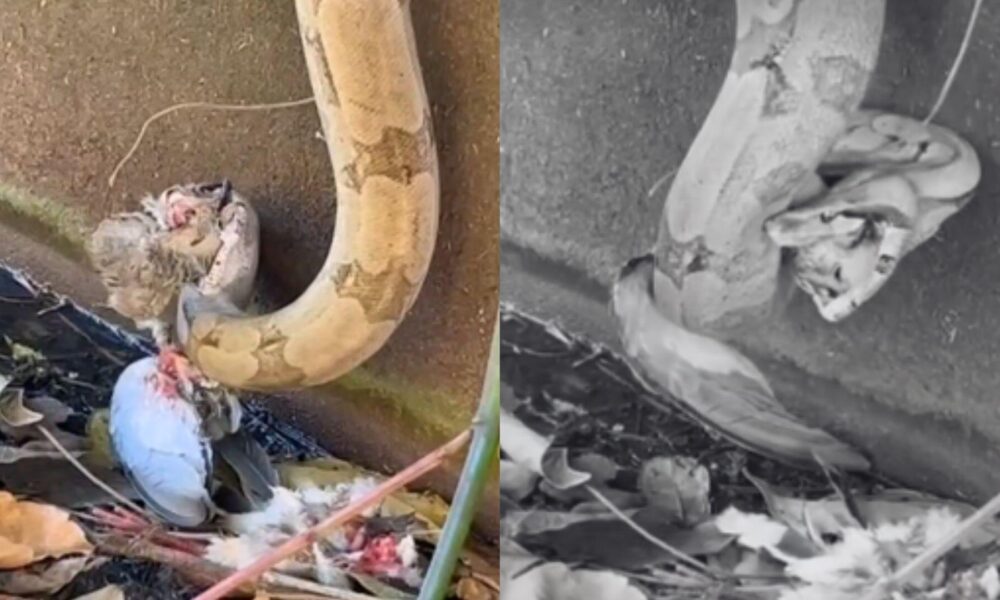 video:-cobra-'destrincha'-presa-com-gosto-em-cena-brutal-no-parque-dos-poderes