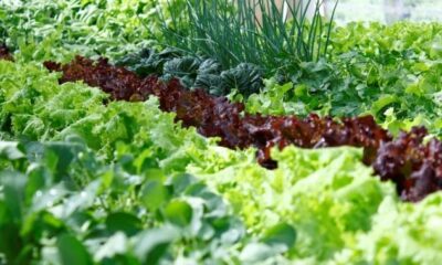 prefeitura-alerta-para-nova-chamada-para-o-programa-de-aquisicao-de-alimentos-–-portal-prefeitura-de-dourados