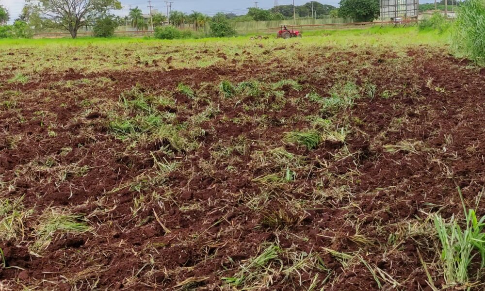 prefeitura-apoia-produtores-da-agricultura-familiar-no-cultivo-de-hortalicas-–-portal-prefeitura-de-dourados