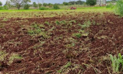 prefeitura-apoia-produtores-da-agricultura-familiar-no-cultivo-de-hortalicas-–-portal-prefeitura-de-dourados