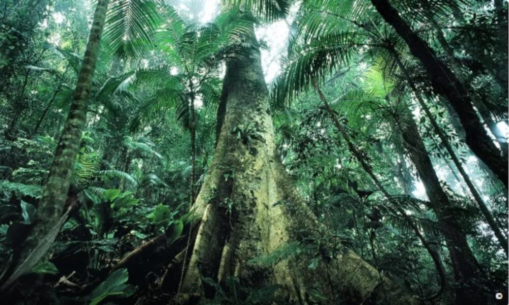 justica-prolonga-uso-da-forca-nacional-em-acoes-de-protecao-ambiental