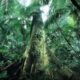 justica-prolonga-uso-da-forca-nacional-em-acoes-de-protecao-ambiental